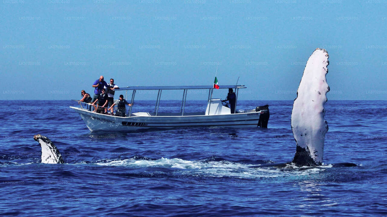 Whale Watching from Ahungalla on Shared Boat