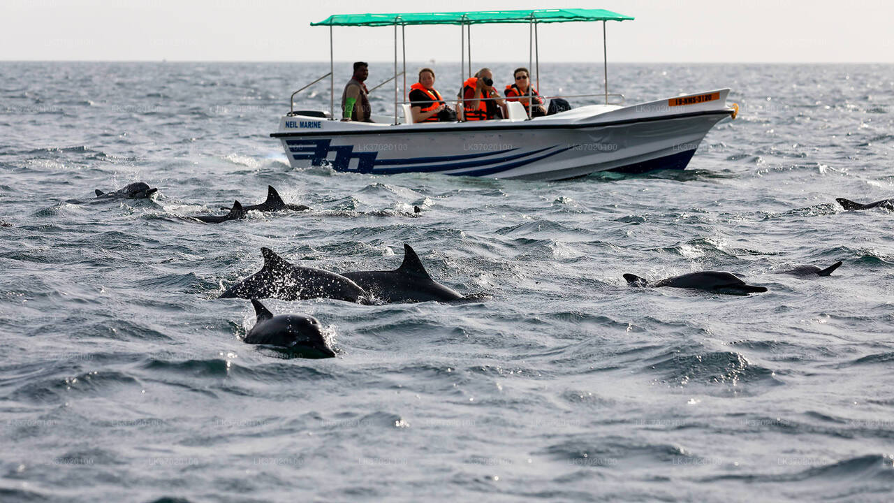 Whale Watching from Ahungalla on Shared Boat