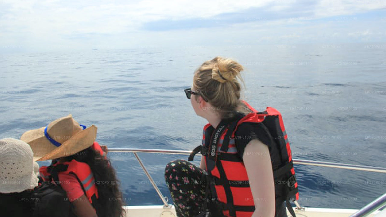 Whale Watching from Hiriketiya on Shared Boat
