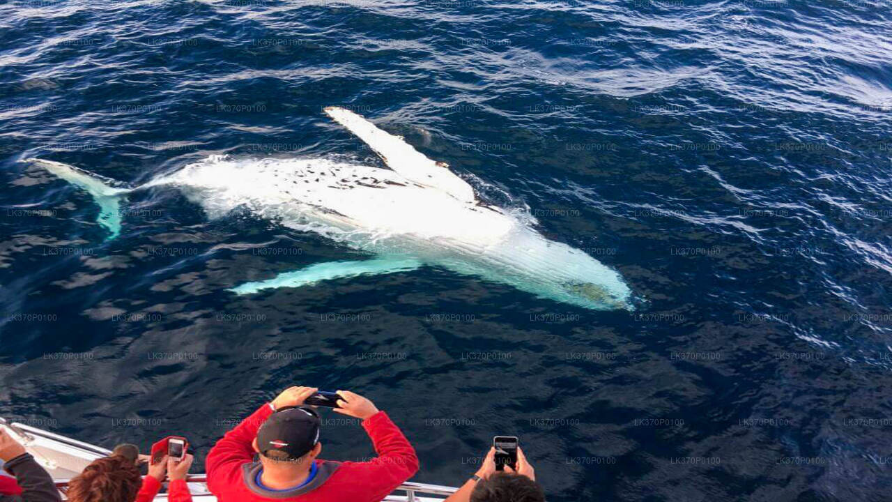 Whale Watching from Hiriketiya on Shared Boat