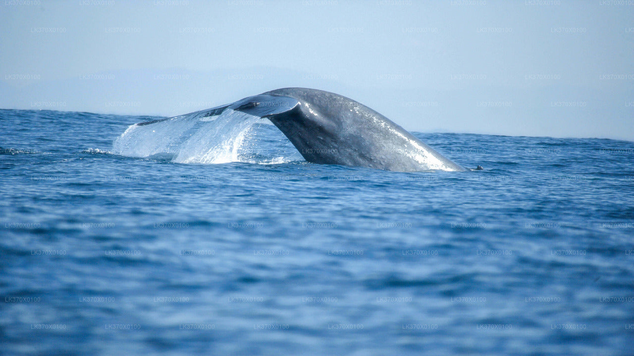 Whale Watching from Hikkaduwa on Shared Boat