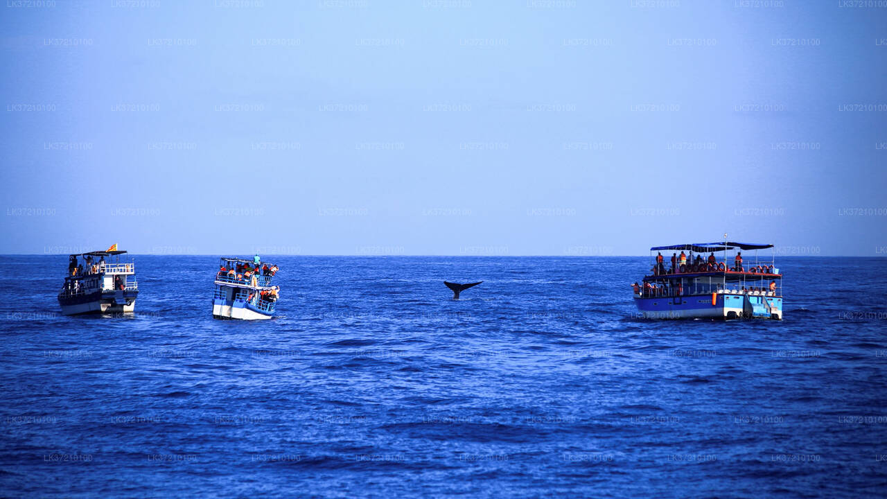Whale Watching from Tangalle on Shared Boat