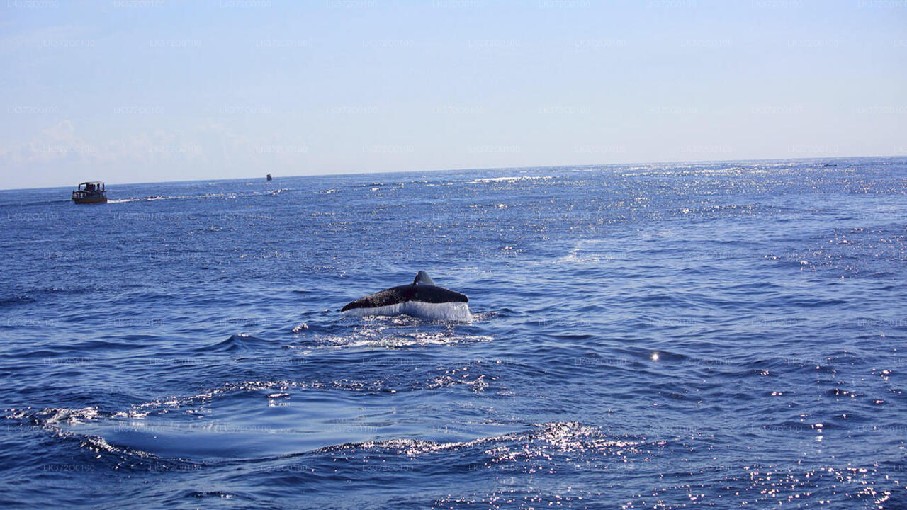 Whale Watching from Mirissa on Shared Boat
