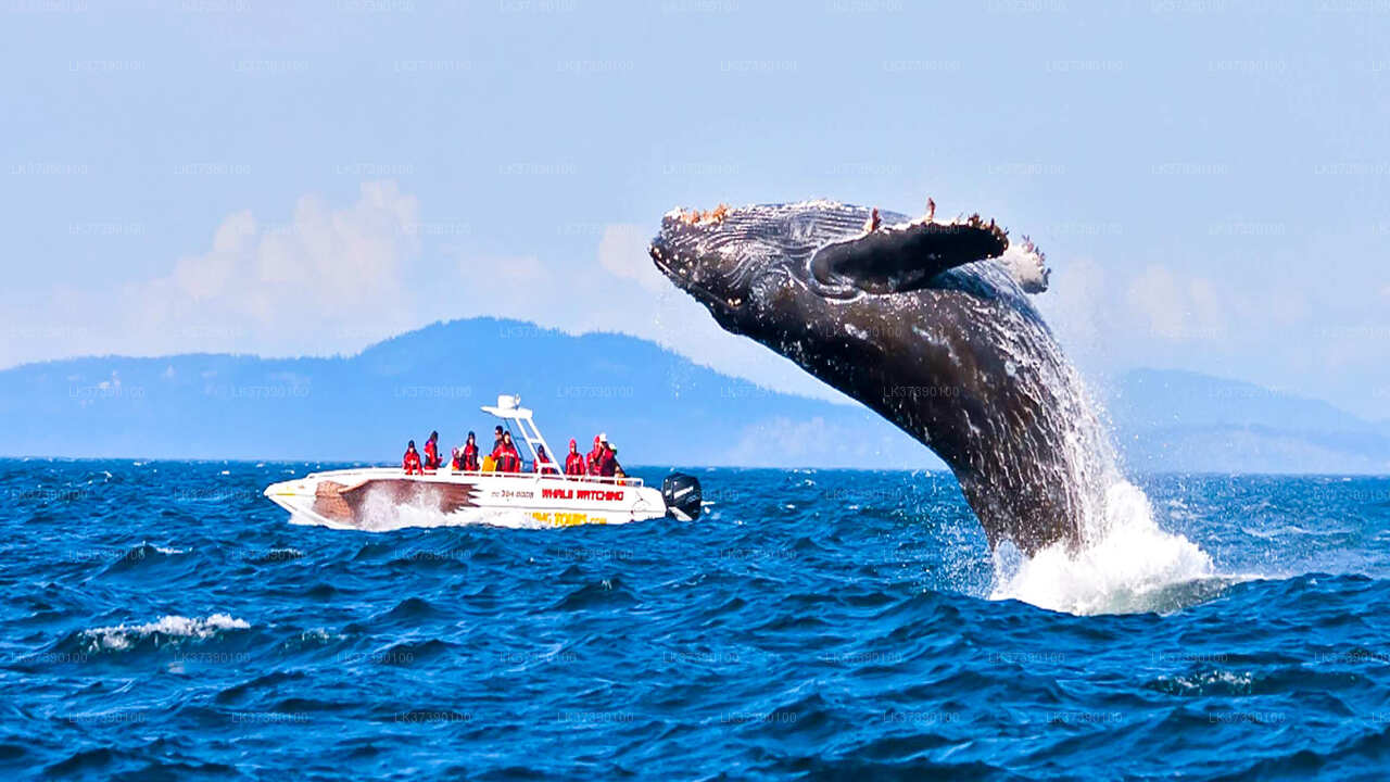 Whale Watching from Balapitiya on Shared Boat