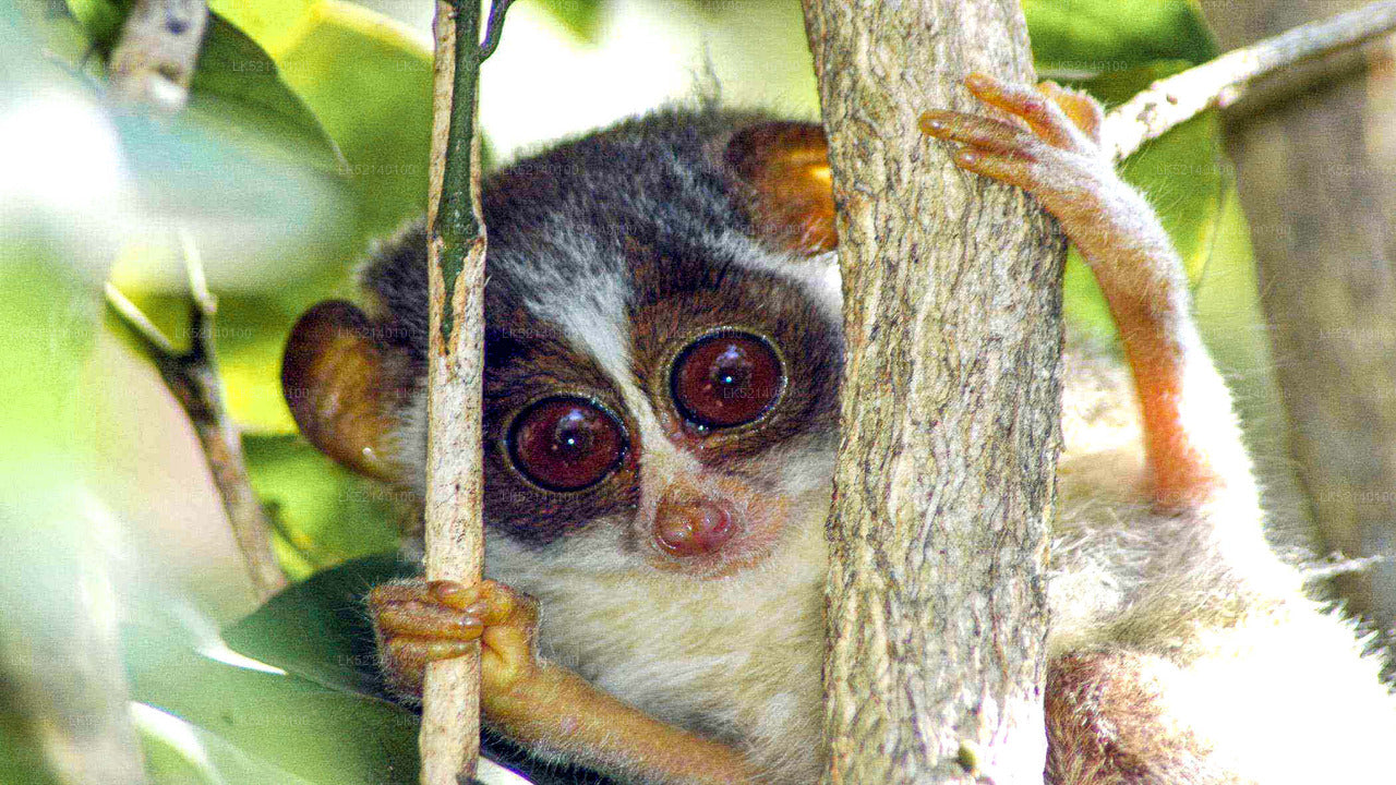 Loris Watching from Yala