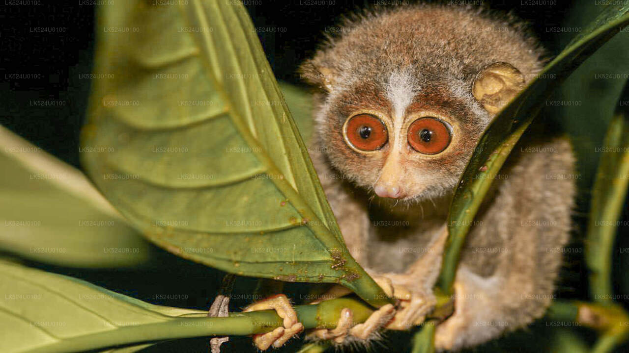 Loris Watching from Sinharaja Rainforest