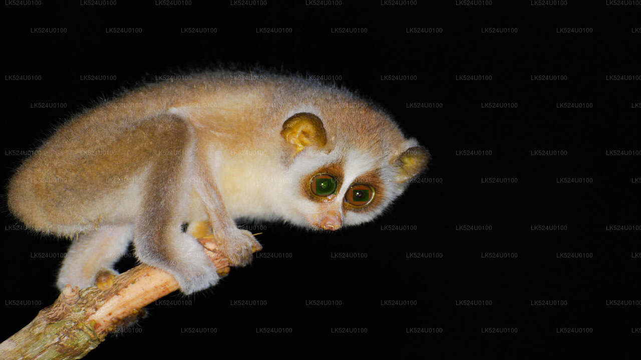 Loris Watching from Sinharaja Rainforest