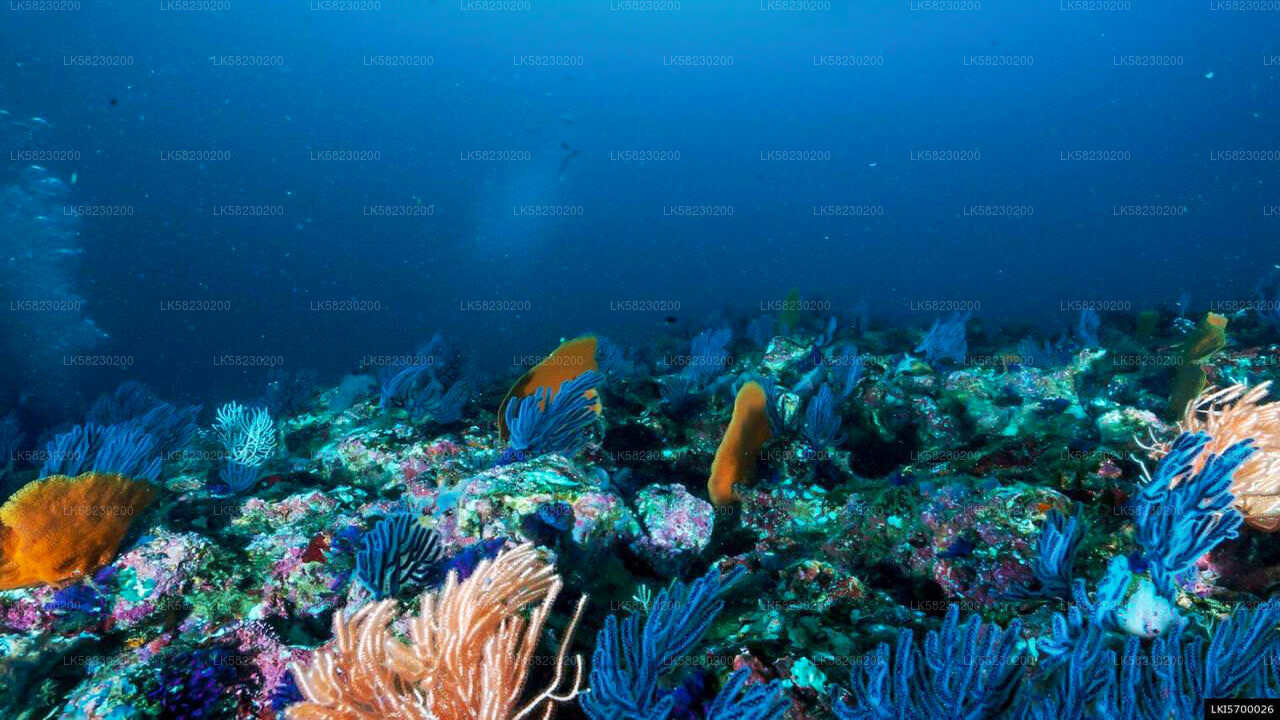 Snorkeling at Coral Island from Trincomalee