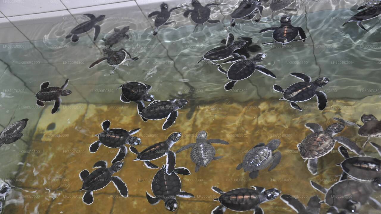 Coastal Ride to Galle from Beruwala