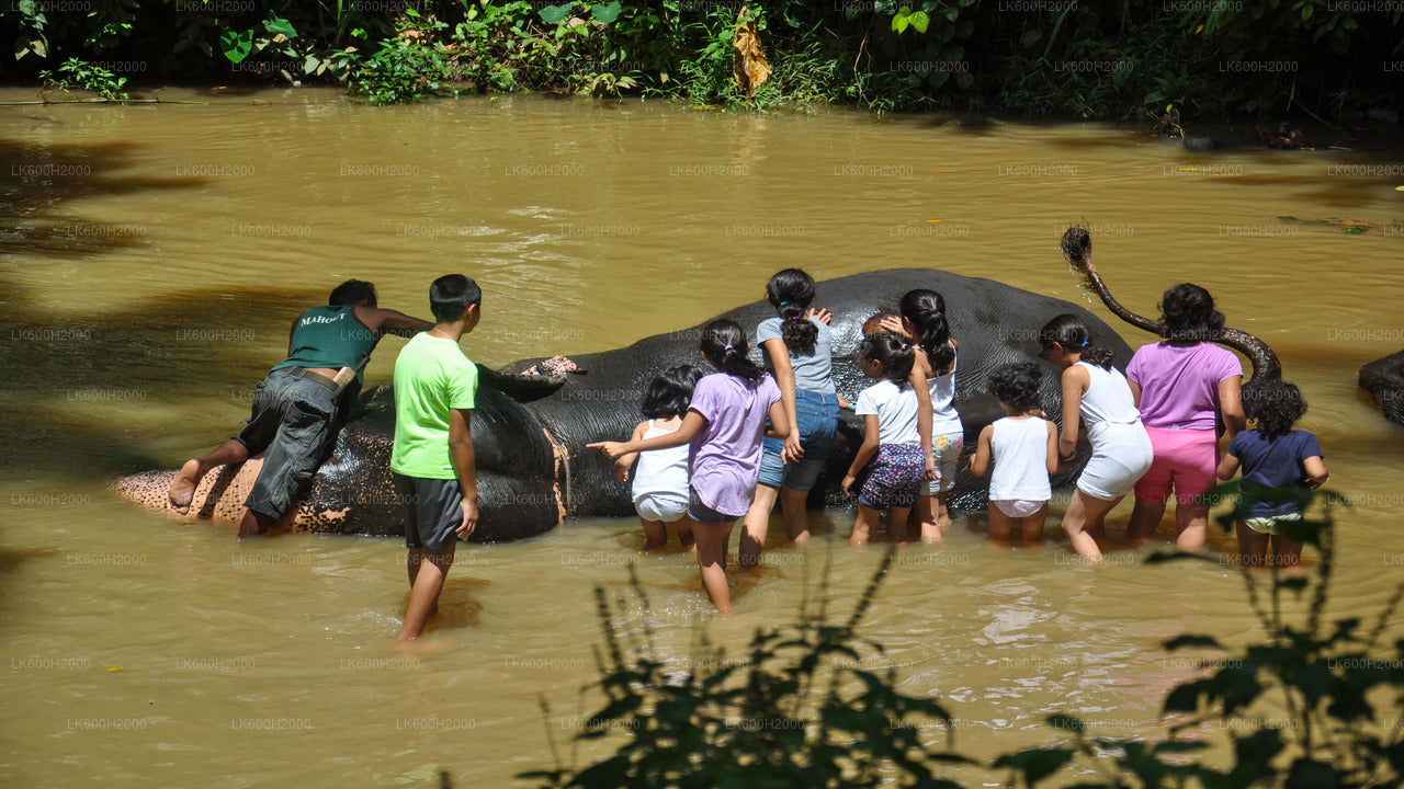 Millennium Elephant Foundation Visit from Colombo Airport