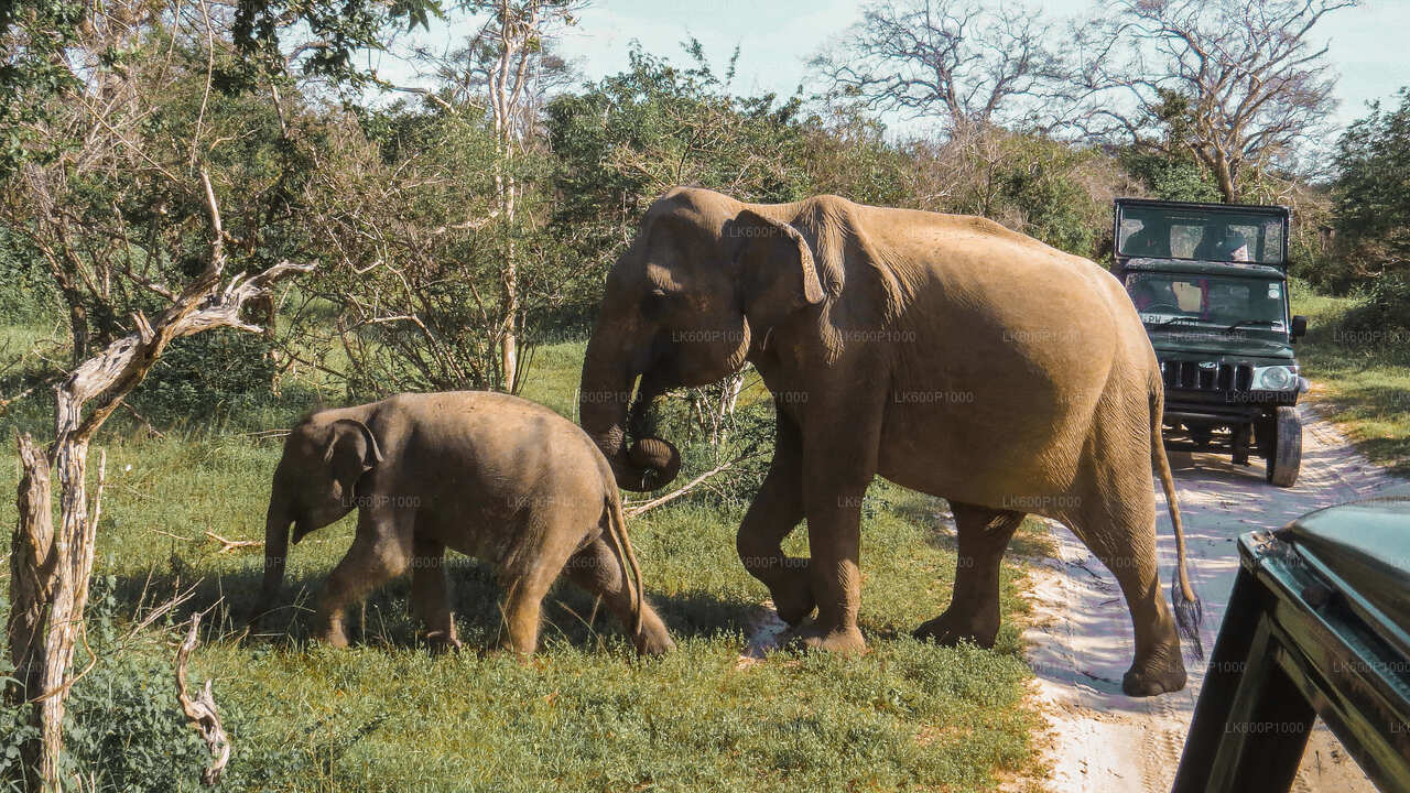 Yala National Park Safari from Galle