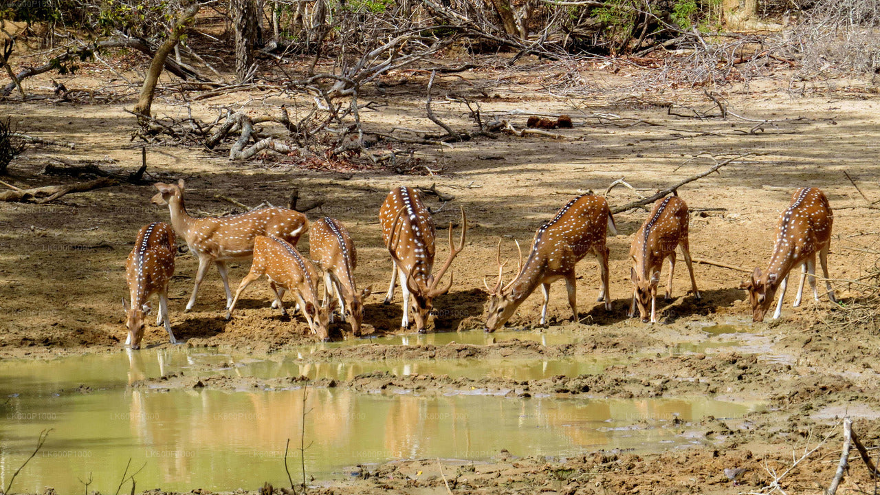 Yala National Park Safari from Galle