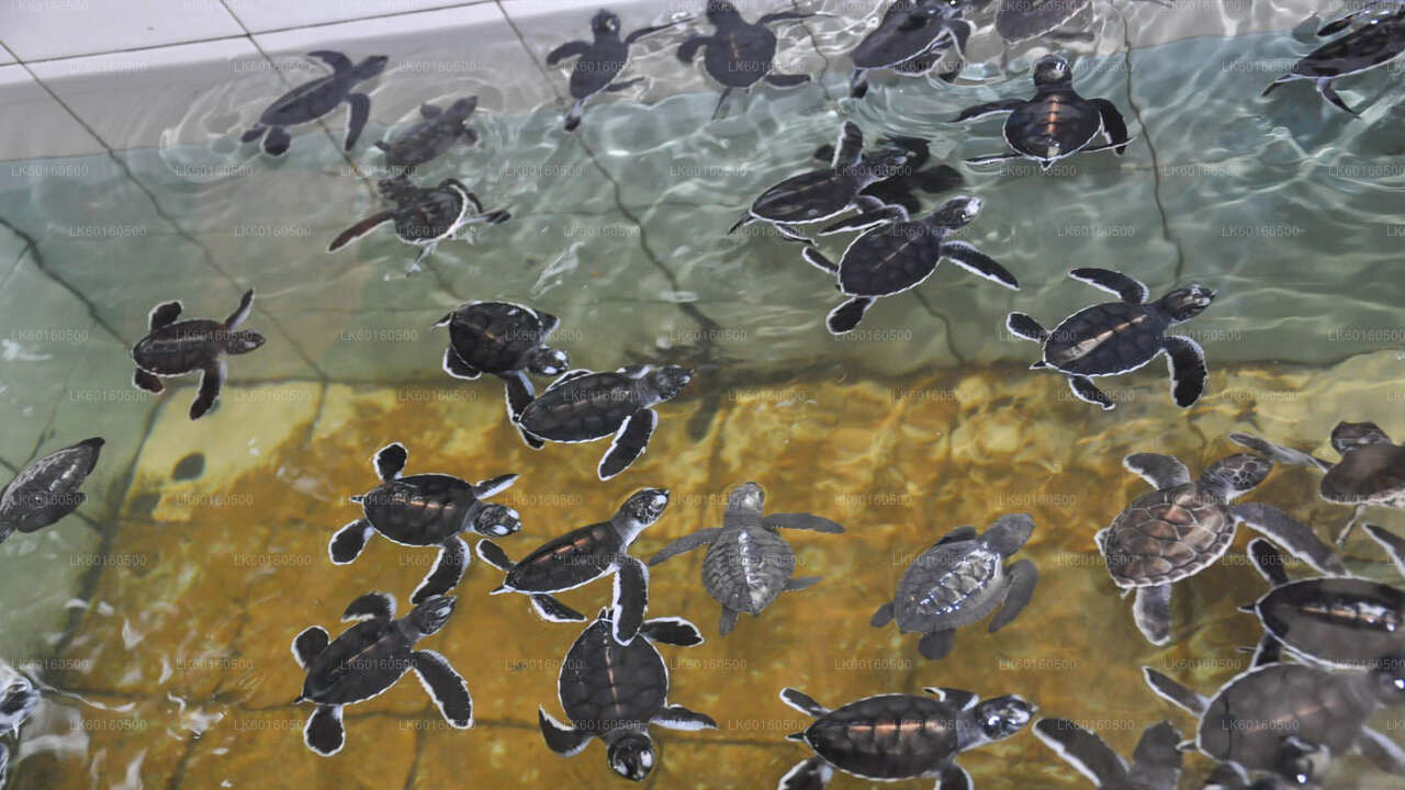 Bentota City Tour from Kalutara