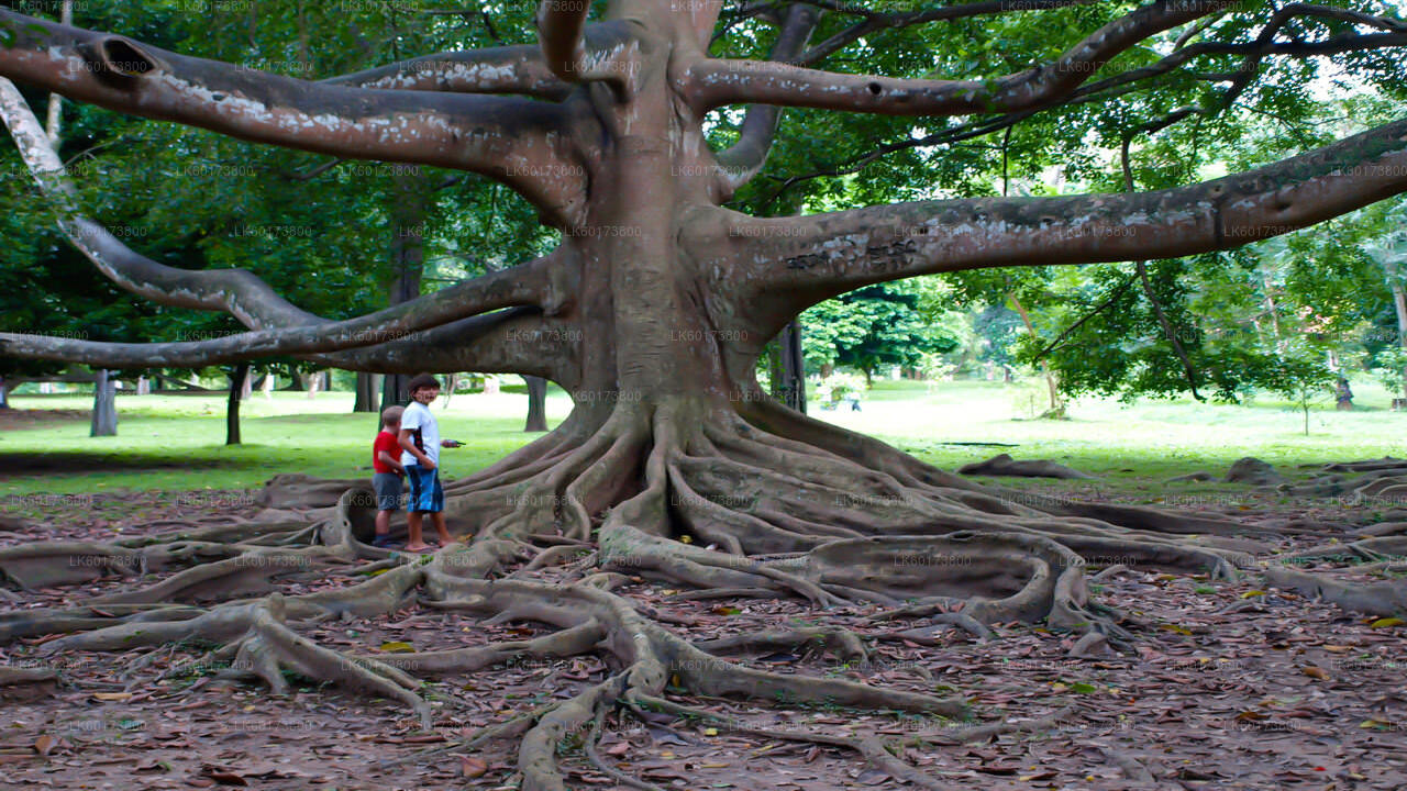 Royal Botanic Garden and Village Life Tour from Kandy