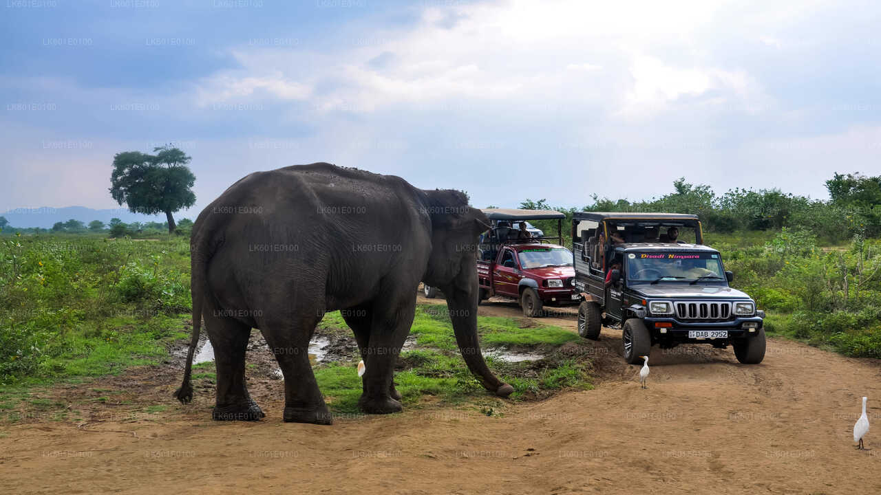 Safari dans le parc national d'Udawalawe au départ de Koggala