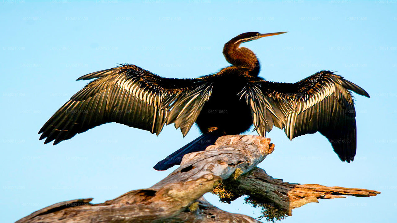 Bundala National Park Safari from Tangalle