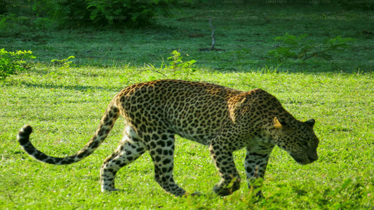 A leopard walking in a grassy field with trees in the background.