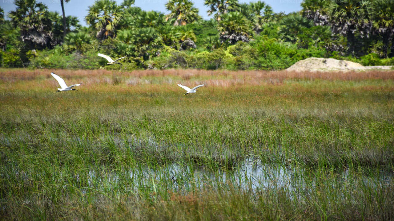 Birdwatching Walk in Sigiriya Countryside