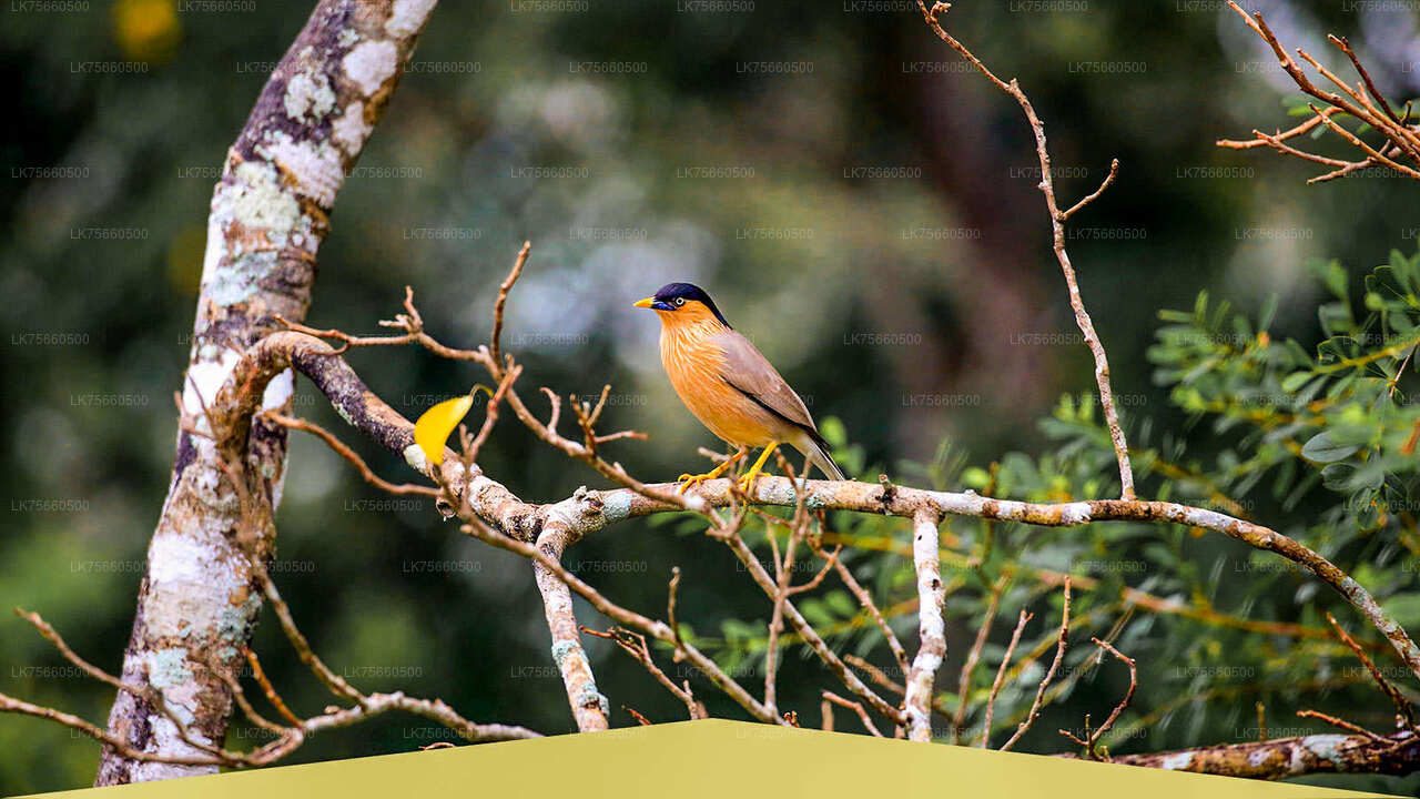 Birdwatching at Udawalawe National Park from Mount Lavinia