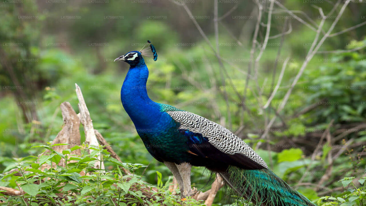 Birdwatching Trek at Anawilundawa Sanctuary from Mount Lavinia