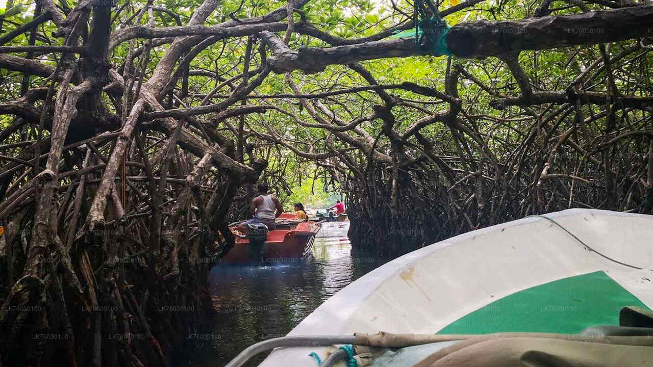 A boat safari along the Madu River in Sri Lanka, featuring mangrove trees and a person on a boat in the foreground.