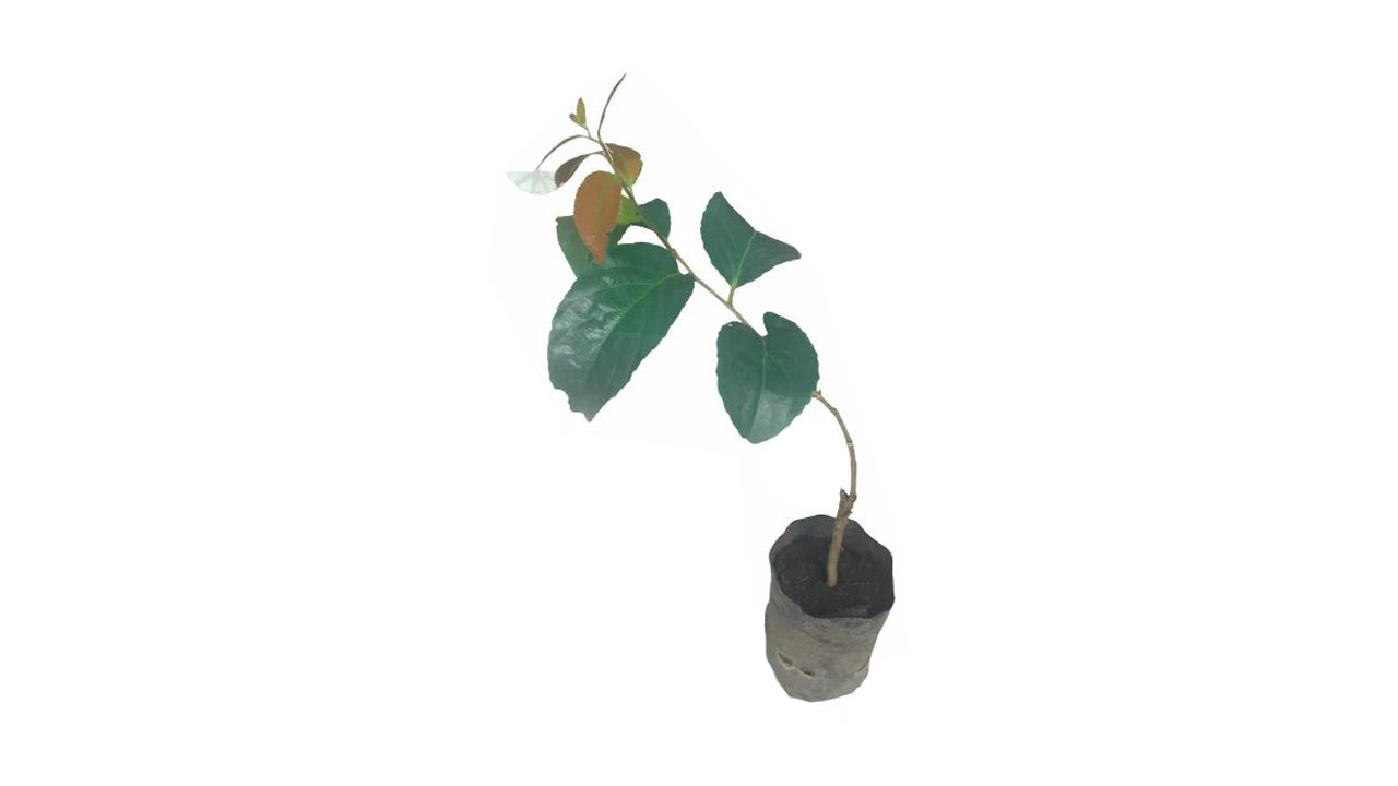 Lakpura Lovi Grafted Plant