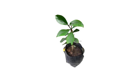 Lakpura Mangosteen (Mangus) Plant