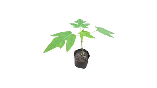 Red Lady Papaya Plant