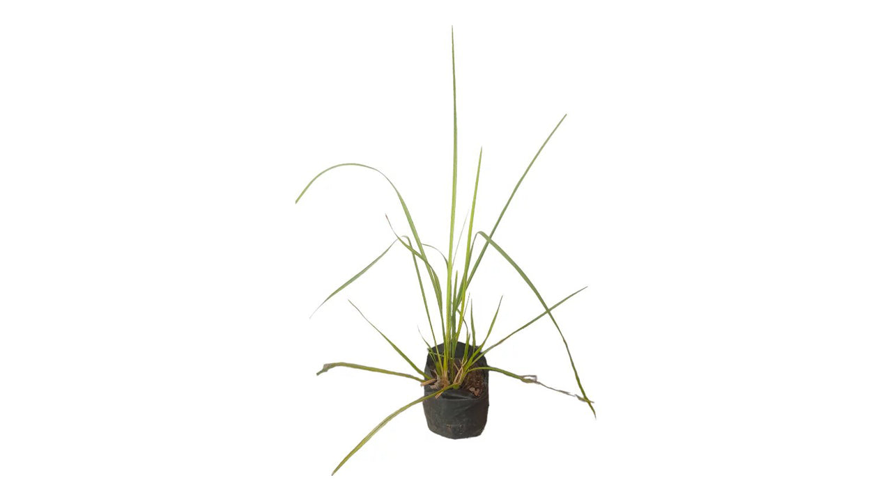 Lakpura Vetiver Grass (Savandara) Plant